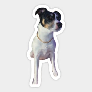 gangster dog funny meme gold chain Sticker